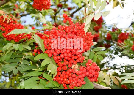 Rowan (Sorbus aucuparia) fruits rouges d'automne sur l'arbre. Banque D'Images