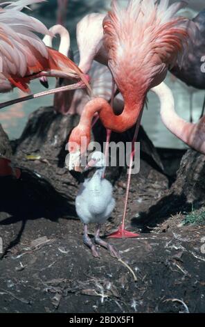 American Flamingo avec Chick Banque D'Images