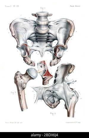 Os de hanche humaine, 1844 Banque D'Images