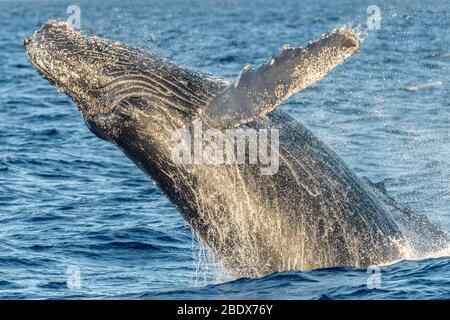 La baleine à bosse se brisant au large de la côte de la Basse-Californie Banque D'Images