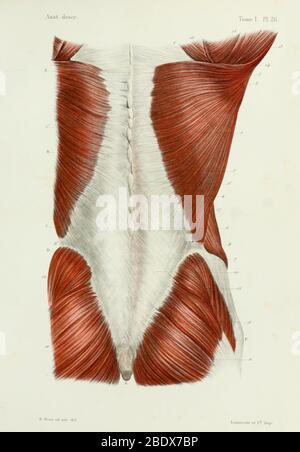 Muscles du dos humain et du fesse, Posterior, 1844 Banque D'Images