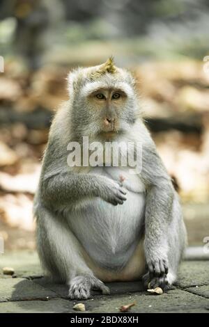 Une macaque à queue longue est assise dans la forêt de singe d'Ubud, Ubud, Bali, Indonésie. Banque D'Images