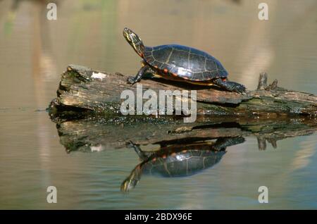 Tortue peinte de l'Est Banque D'Images