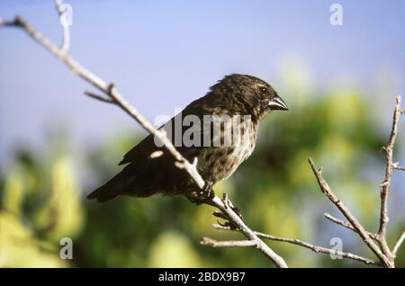 Finch de petit terrain (Geospiza fuliginosa) Banque D'Images