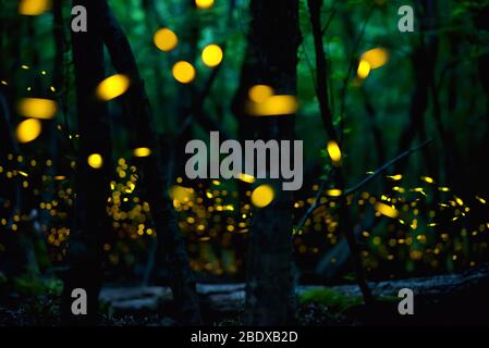 Vol lucicole abstrait et bokeh dans la forêt sauvage. Lucioles Lampyridae volantes dans la forêt la nuit en Bulgarie. Banque D'Images