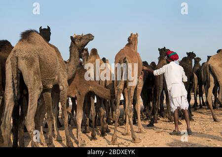 L'image du vendeur Camel à la foire animalière Pushkar, Ajmer, Rajasthan, Inde, asie Banque D'Images