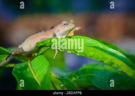 Gros plan macro concept jardin lézard jardin oriental lézard, jardin oriental lézard, lézard modifiable ou Calotes versicolor manger de l'eau sur les arbres en t Banque D'Images