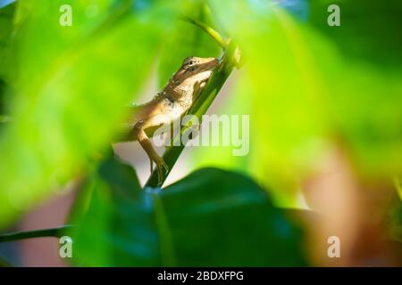 Gros plan macro concept jardin lézard jardin oriental lézard, jardin oriental lézard, lézard modifiable ou Calotes versicolor manger de l'eau sur les arbres en t Banque D'Images