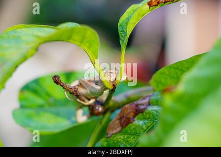 Gros plan macro concept jardin lézard jardin oriental lézard, jardin oriental lézard, lézard modifiable ou Calotes versicolor manger de l'eau sur les arbres en t Banque D'Images