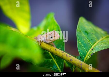 Gros plan macro concept jardin lézard jardin oriental lézard, jardin oriental lézard, lézard modifiable ou Calotes versicolor manger de l'eau sur les arbres en t Banque D'Images