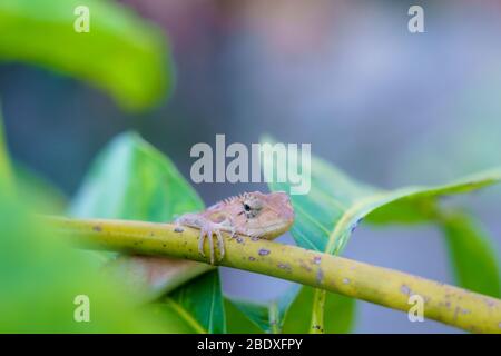 Gros plan macro concept jardin lézard jardin oriental lézard, jardin oriental lézard, lézard modifiable ou Calotes versicolor manger de l'eau sur les arbres en t Banque D'Images
