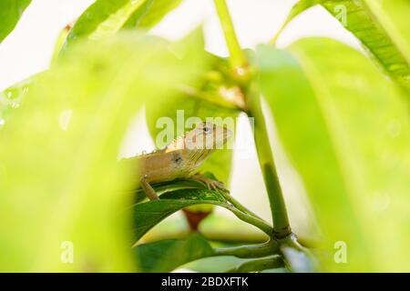 Gros plan macro concept jardin lézard jardin oriental lézard, jardin oriental lézard, lézard modifiable ou Calotes versicolor manger de l'eau sur les arbres en t Banque D'Images