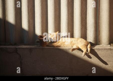le chat rouge repose sur la zone aveugle d'une clôture rurale en ardoise. Banque D'Images