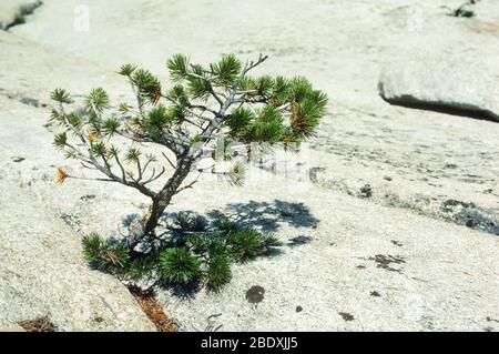 Pins de granit Banque D'Images