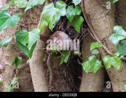 Wren eurasien ( Troglodytes troglodytes) transportant des matériaux de construction de nid dans une forêt décidue, Lothian occidental, Écosse. Banque D'Images