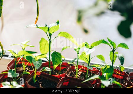 Jeunes plantules sous le soleil dans des pots, le printemps, comment transplanter des plantules, l'agriculture, comment cultiver des plantes potées à la maison Banque D'Images