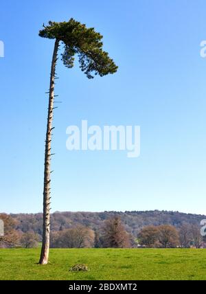 Des Écossais exceptionnellement grands Pinus sylvestris en position exposée avec des branches inférieures dépouillées par le vent - Somerset UK Banque D'Images