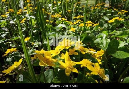 Marsh marigold KIngcup ou Mollyblobs Calda palustris se développe avec de l'iris aquatique aux franges boueuses d'un étang peu profond dans Somerset UK Banque D'Images