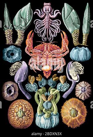Ernst Haeckel, Cirripedia, balanes Banque D'Images