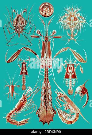 Ernst Haeckel, Thoracostraca, crustacés Banque D'Images