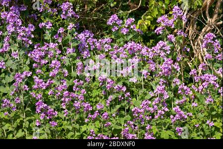 Honnêteté - Lunaria annua floraison profusely dans un Somerset hedge bottom UK Banque D'Images