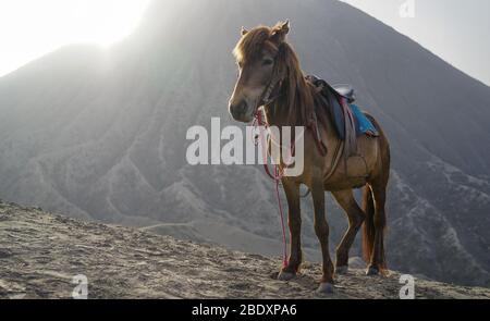 Un seul cheval brun avec selle est debout pendant le lever du soleil à l'île de Java, en Indonésie, devant le volcan Bromo en été, saison sèche Banque D'Images