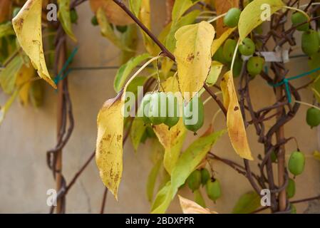 Actinidia arguta avec des kiwi durs Banque D'Images