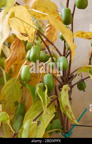 Actinidia arguta avec des kiwi durs Banque D'Images