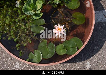 plantes aquatiques dans un étang à baignoire Banque D'Images