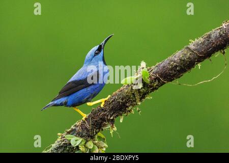 Un homme Shining Honeyrampantes (Cyanerpes lucidus) au Costa Rica Banque D'Images