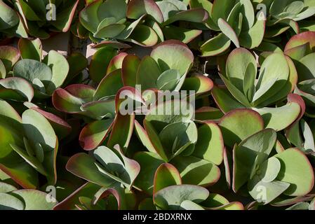 Kalanchoe thyrsiflora de près Banque D'Images