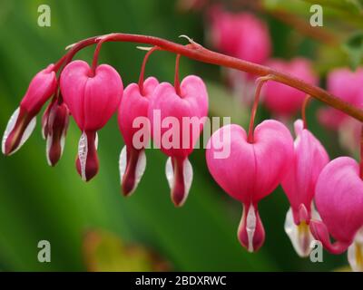 Fleurs en forme de coeur appelées Lamprocapnos Banque D'Images