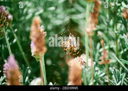 Silver Spider a capturé un insecte dans un jardin verdoyant à macro près. Araignée commune au Brésil. - Argiope argentata - Aranha de prata Banque D'Images