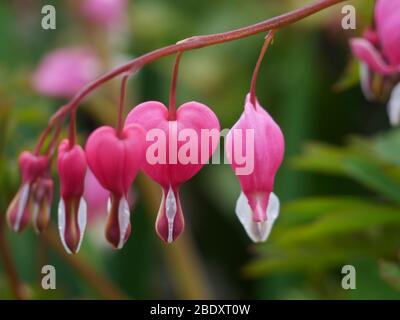 Fleurs en forme de coeur appelées Lamprocapnos Banque D'Images