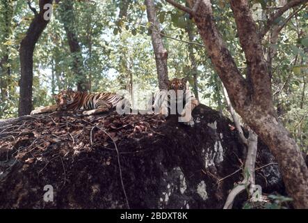 Cubes de tigre du Bengale Banque D'Images