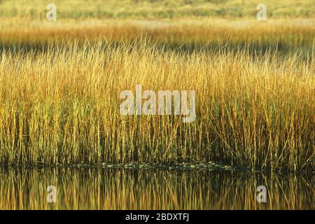 Cordgrass de marais salants (Spartina alterniflora) Banque D'Images