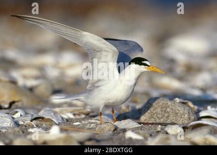 Tern Banque D'Images