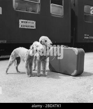 Bedlington Terriers, Autriche Banque D'Images