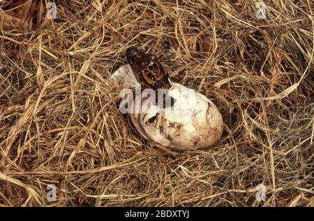 Séquence d'Hatching alligator, 2 sur 3 Banque D'Images