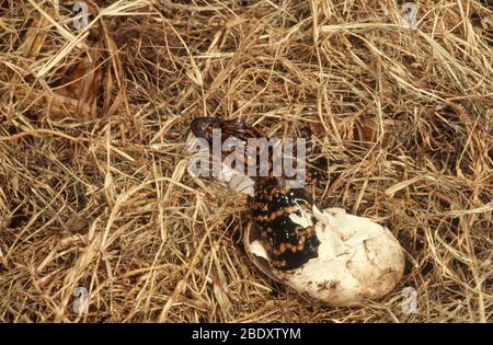 Séquence d'Hatching alligator, 3 sur 3 Banque D'Images