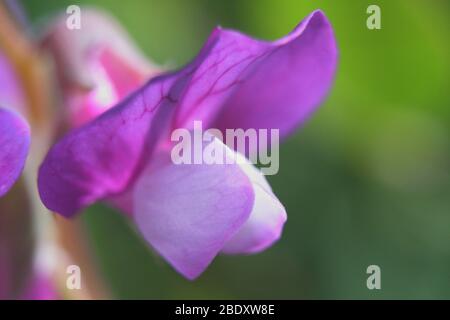 Plage Pea rose fleur extrême gros plan Banque D'Images