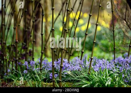 Chimonobambusa Tumidissinoda, bambou de bâton de marche, bosse, palmping, canne, cannes, culm, culms, vert, bambous, tropical, jardin, jardins, RM Floral Banque D'Images