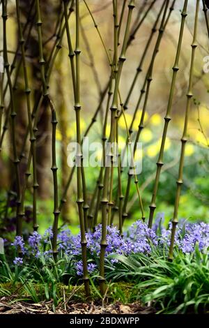 Chimonobambusa Tumidissinoda, bambou de bâton de marche, bosse, palmping, canne, cannes, culm, culms, vert, bambous, tropical, jardin, jardins, RM Floral Banque D'Images