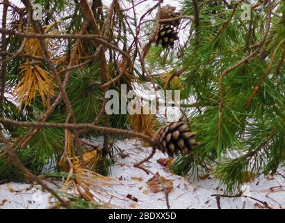 Photographie abstraite du sol de la forêt de conifères avec pinecone et branches de pins tombés pendant l'hiver Banque D'Images