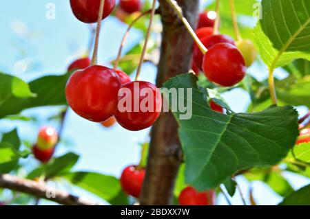 Cerisier en arbre, closup d'une branche avec des feuilles vertes avec des cerises rouges mûres suspendues, prêt à être cueillies dans le verger pendant un été ensoleillé Banque D'Images