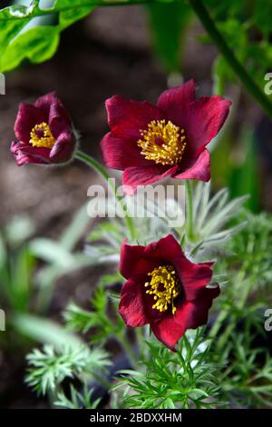 Pulsatilla vulgaris Red Bells,Pulsatilla Rote Glocke,pasque flower,flowers,fleurs,fleurs rouges,floraison,printemps,jardin,jardins,feuillage vert féahaurerie,RM Flora Banque D'Images