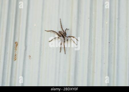 Spider de loup à fines pattes à Springtime Banque D'Images