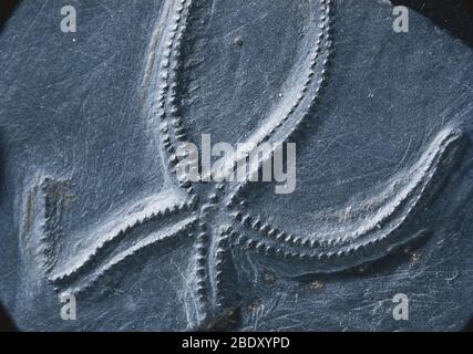 Étoile de mer fossile Banque D'Images