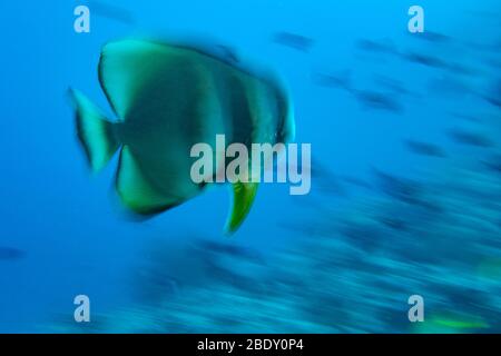 effet twist move sur le portrait de bath fish de platax aux maldives Banque D'Images