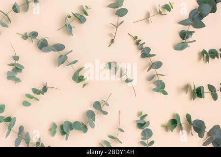 Motif en branches d'eucalyptus. Concept de feuilles vertes sur un fond pastel jaune. Banque D'Images